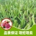 粉色之恋火龙果苗新品种产量高又大又甜欢迎订购