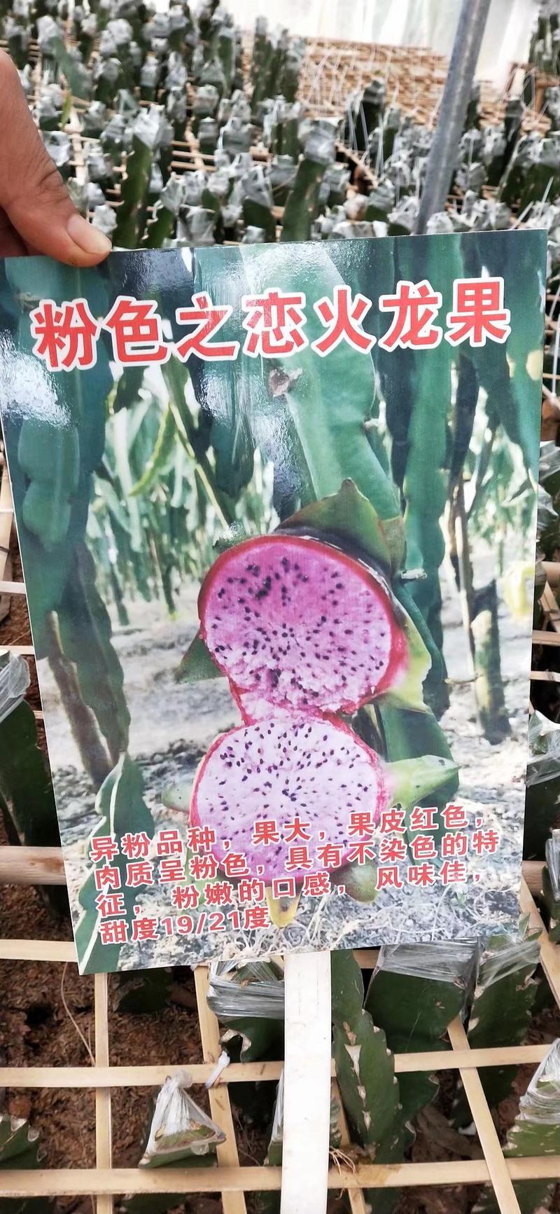 粉色之恋火龙果苗新品种产量高又大又甜欢迎订购