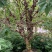 [四季结果]四季红妃嘉宝果当年种植当年结果四季早生