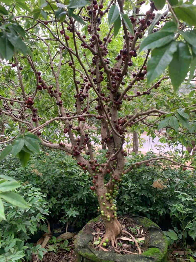 [四季结果]四季红妃嘉宝果当年种植当年结果四季早生