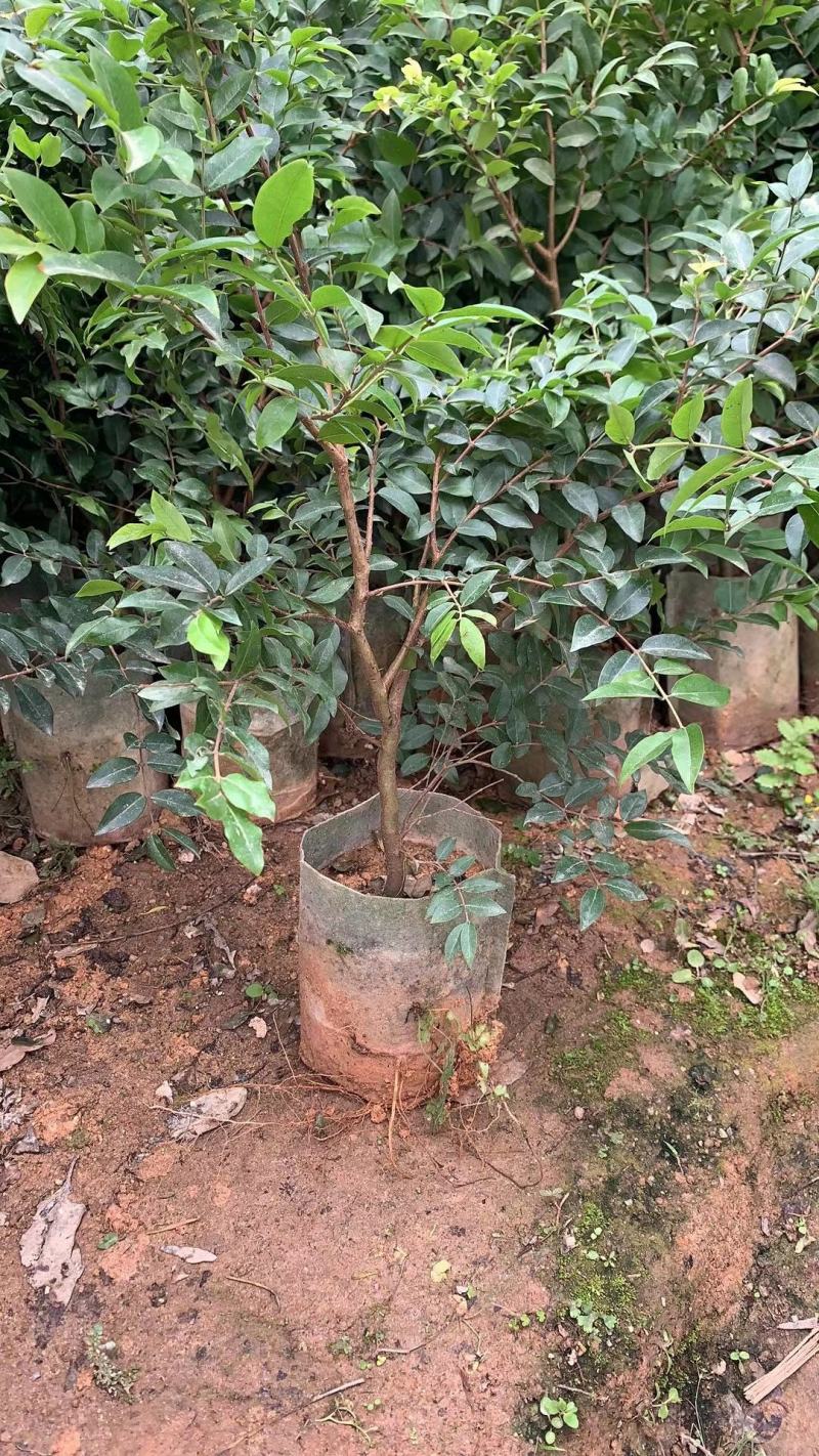 [四季结果]四季红妃嘉宝果当年种植当年结果四季早生