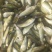 长江草鱼苗草鱼水花抗病毒强基地批发鲜活体鱼【支持空运】