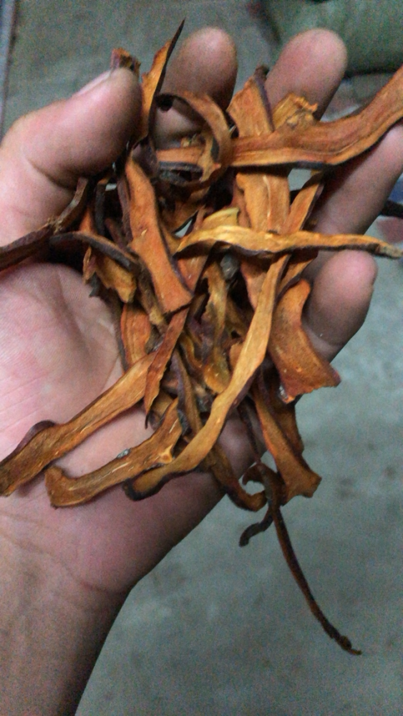 中药材野生细叶骨碎补精品无硫熏蒸新鲜干货