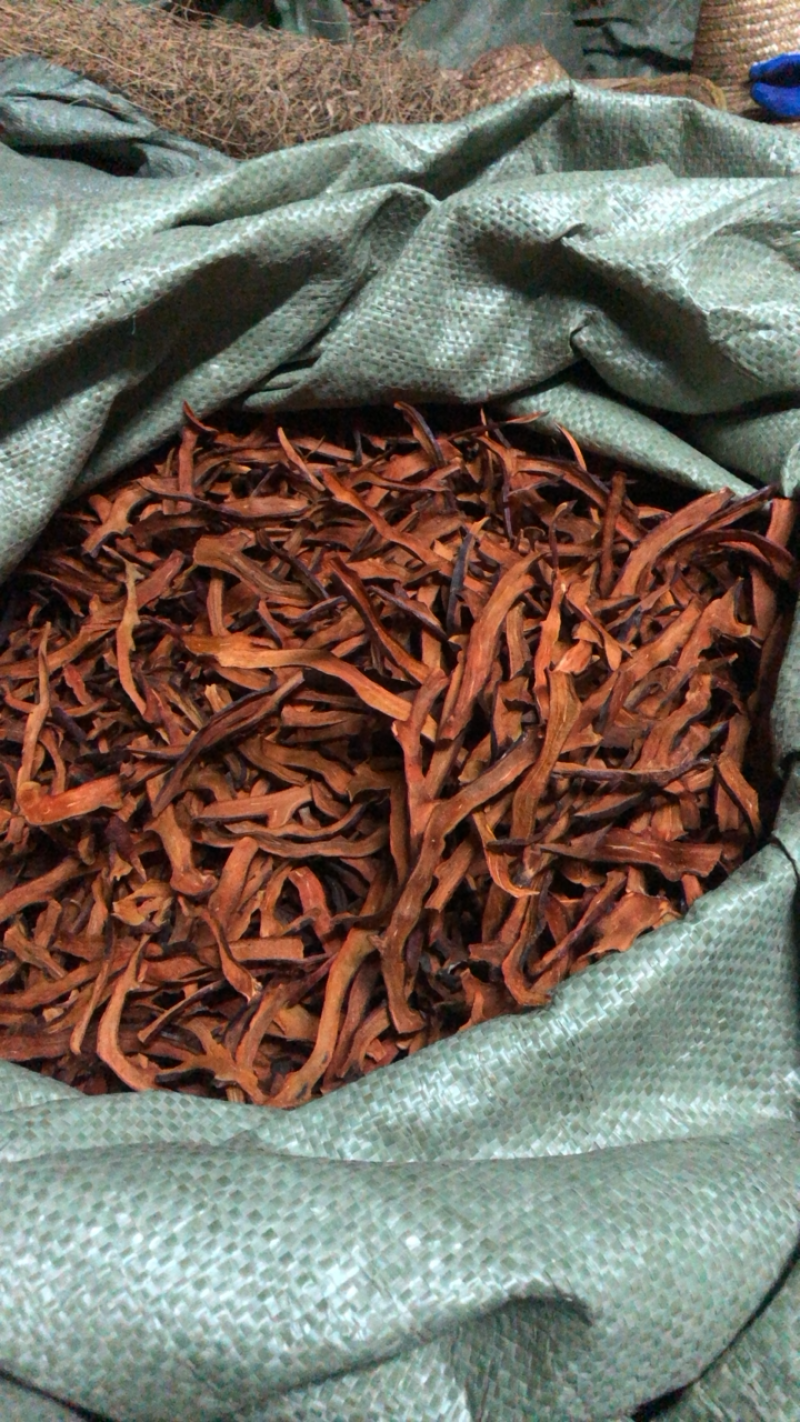 中药材野生细叶骨碎补精品无硫熏蒸新鲜干货