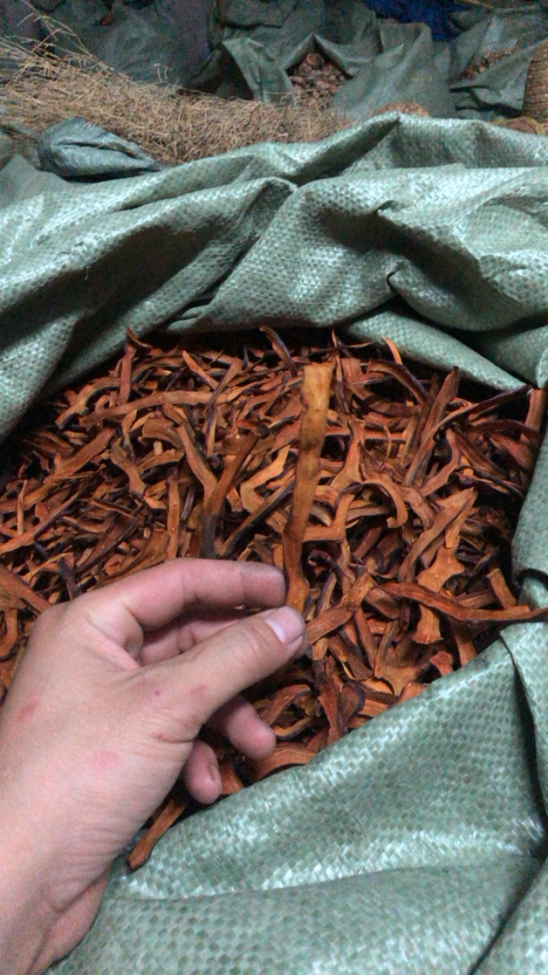 中药材野生细叶骨碎补精品无硫熏蒸新鲜干货