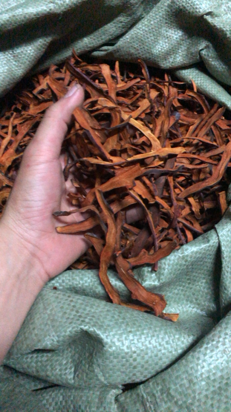 中药材野生细叶骨碎补精品无硫熏蒸新鲜干货