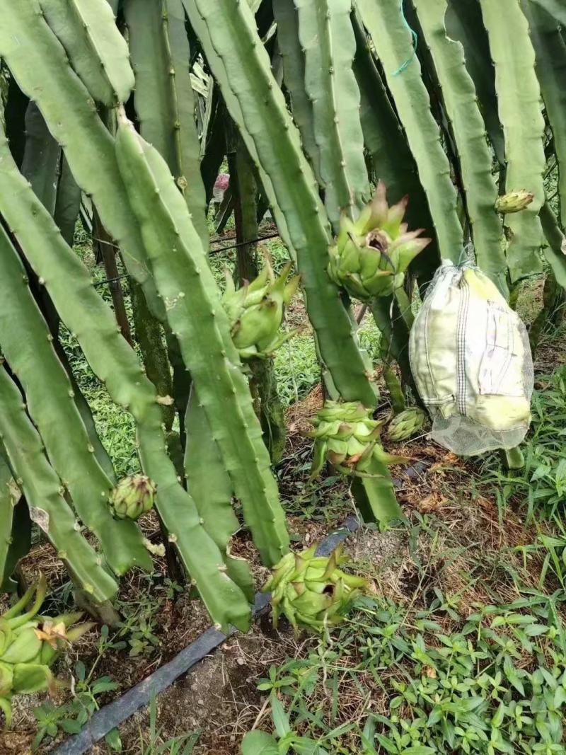 明珠火龙果苗红皮红肉火龙果苗盆栽地栽当年结果