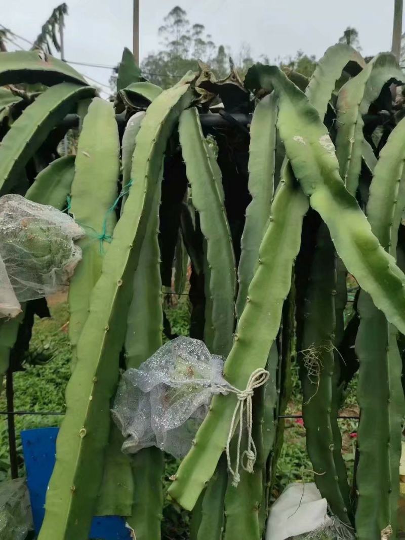 明珠火龙果苗红皮红肉火龙果苗盆栽地栽当年结果
