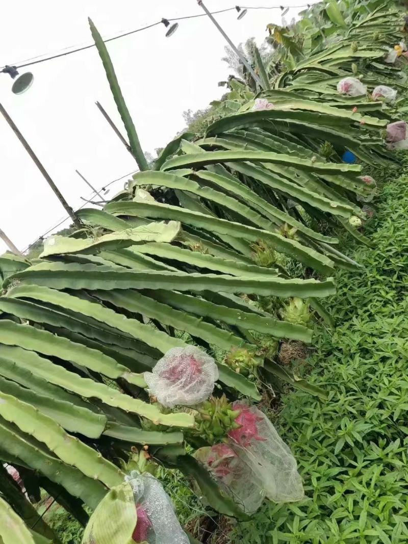 明珠火龙果苗红皮红肉火龙果苗盆栽地栽当年结果