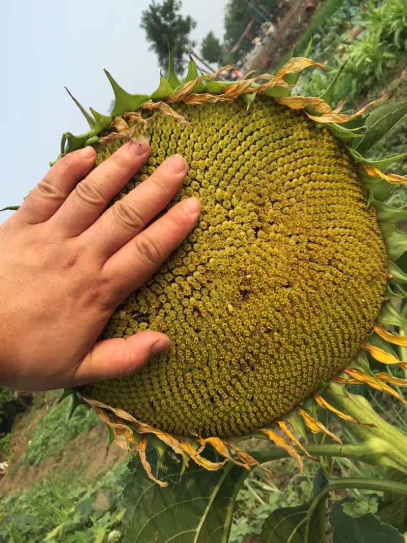 三系杂交油葵种子榨油率高高产皮薄