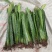 新品康尼梅耶火龙果苗青皮白肉火龙果欢迎订购全国包邮