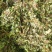 积雪草，雷公根，新货颜色漂亮，量大优惠