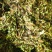 积雪草，雷公根，新货颜色漂亮，量大优惠