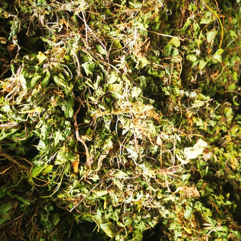 积雪草，雷公根，新货颜色漂亮，量大优惠