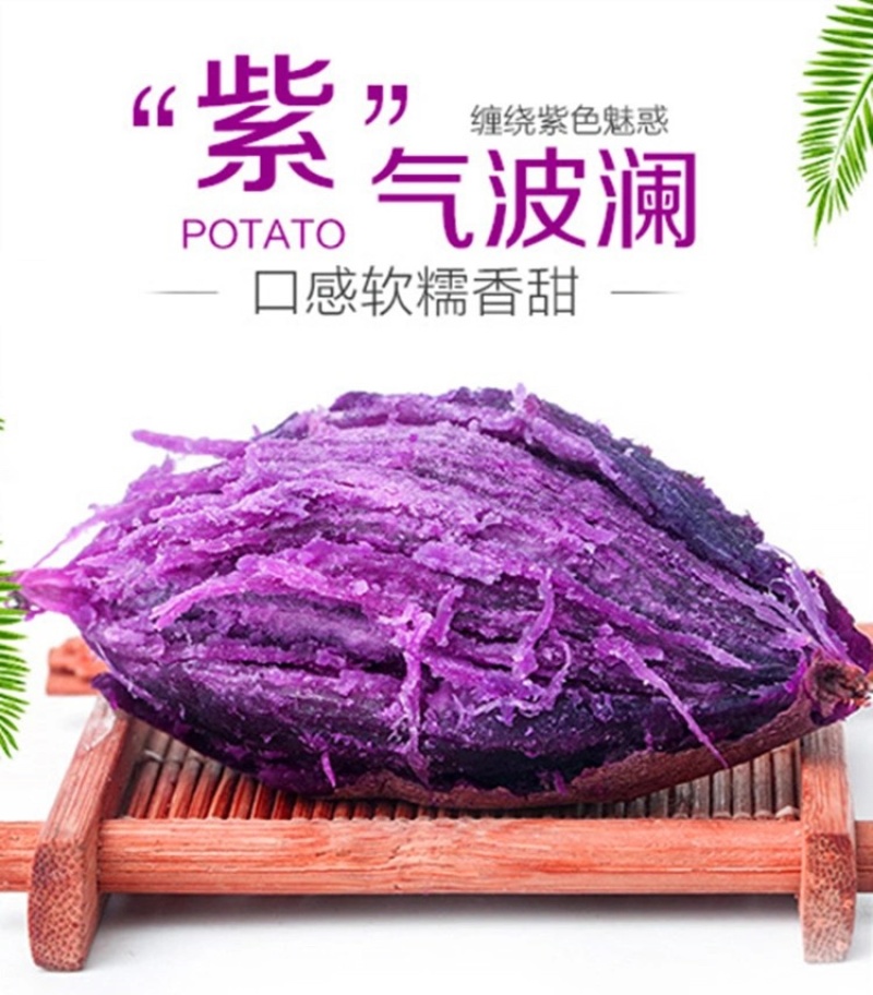 广东紫薯新鲜现挖紫心紫罗兰红薯2斤5斤10斤