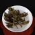 福鼎白茶2019年二级荒野牡丹饼300克