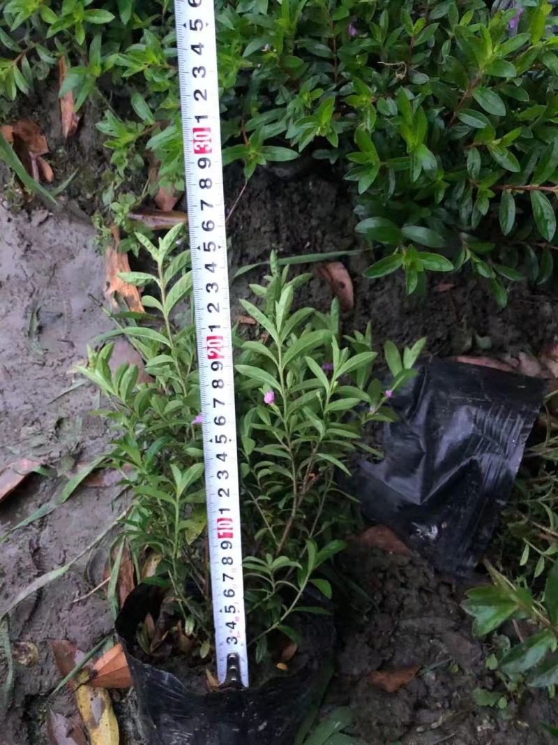 满天星地苗，杯苗，工程苗，大量上市，量大从优，紫花满天星