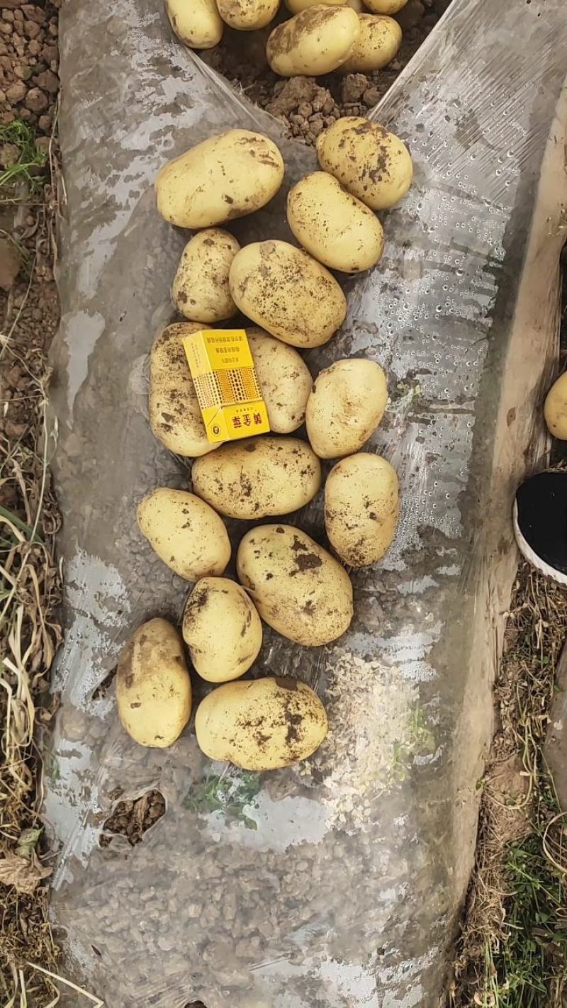 黄心黄皮土豆沃土土豆无青头，无虫眼，一手货源。