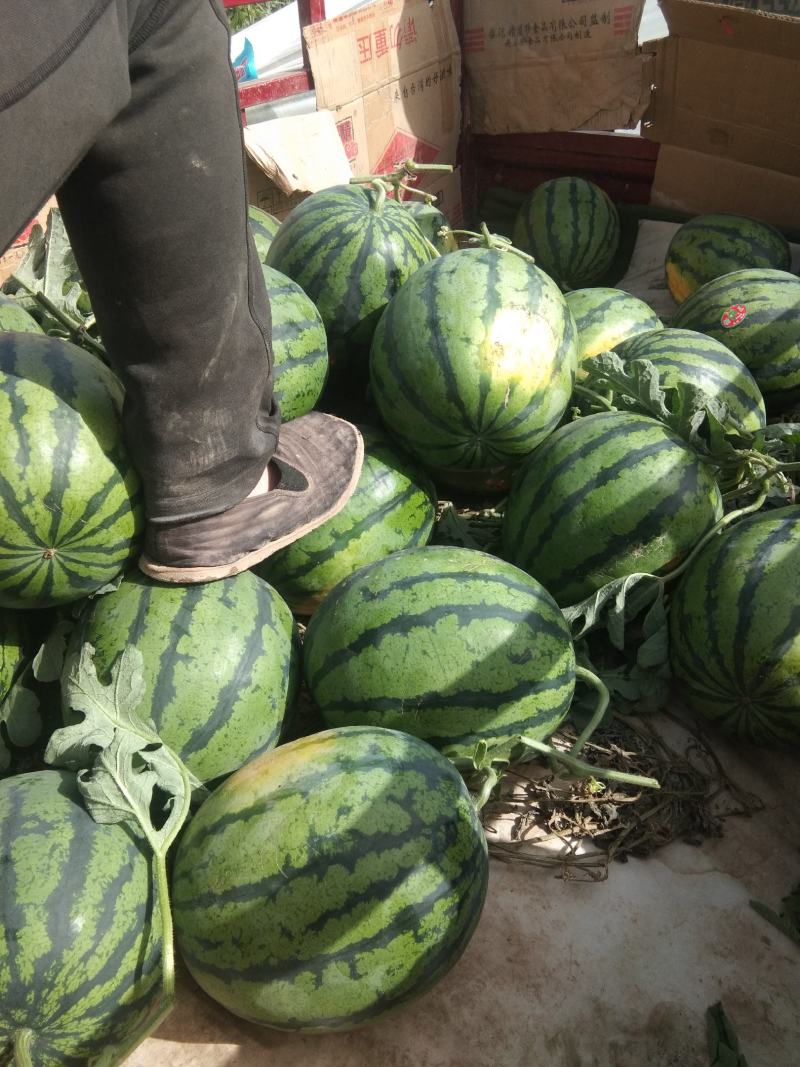 甜王西瓜热卖中