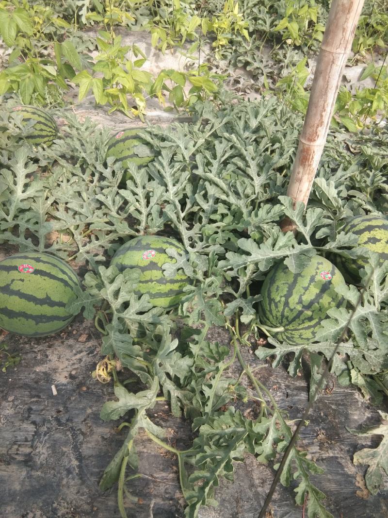 甜王西瓜热卖中