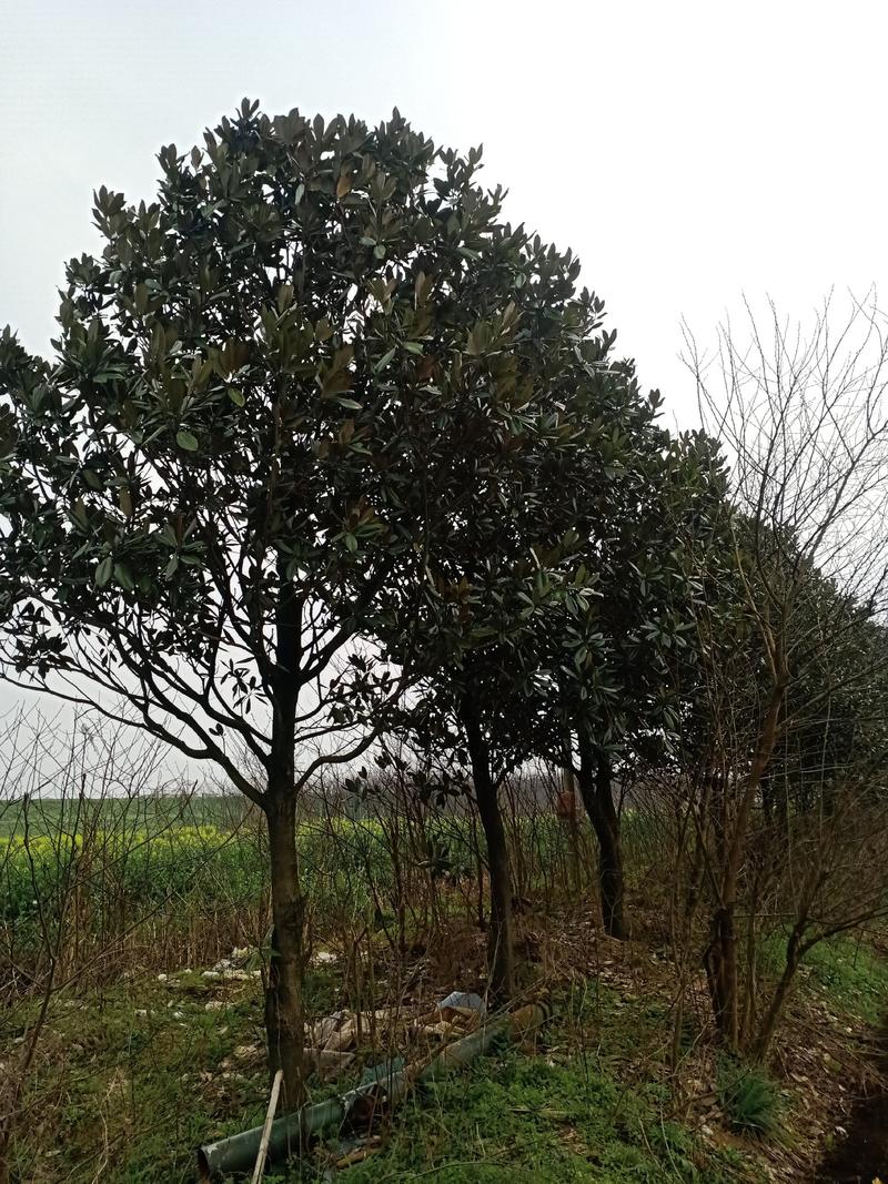 广玉兰，长期供应2一30公分广玉兰，分枝统一，树型优美。