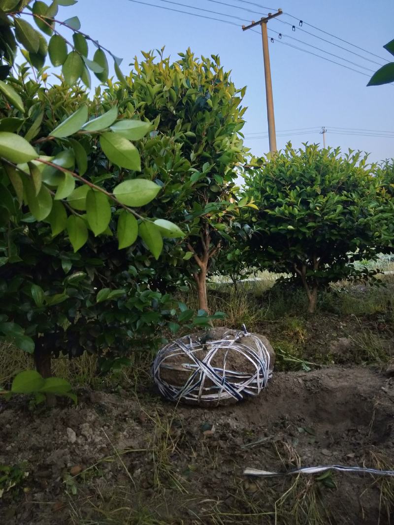 茶梅球