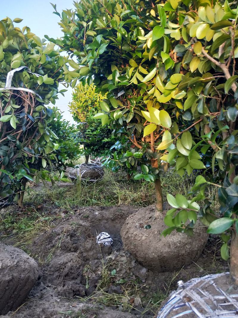 茶梅球