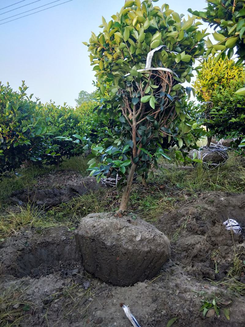 茶梅球