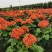 红宝塔桢桐开花树苗