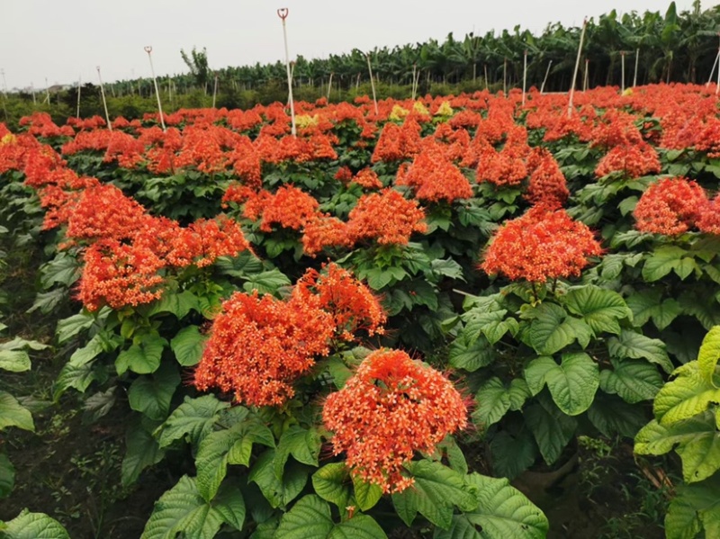 红宝塔桢桐开花树苗