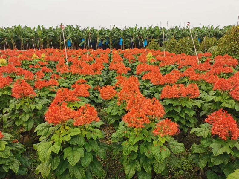 红宝塔桢桐开花树苗