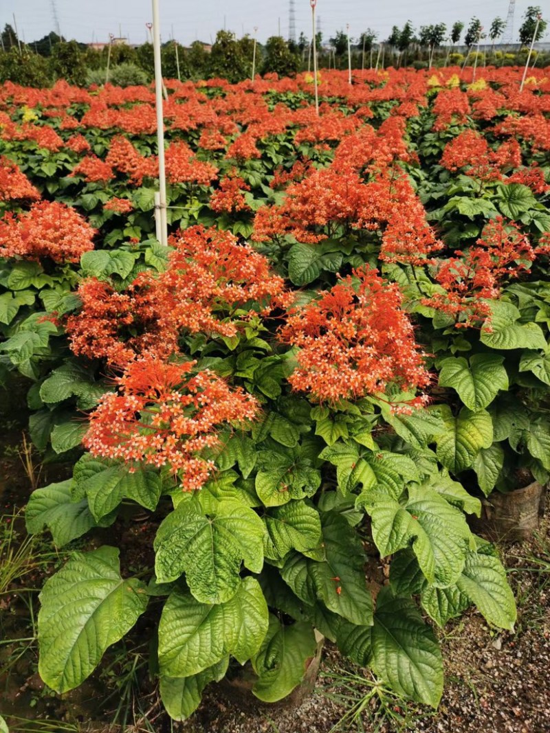 红宝塔桢桐开花树苗