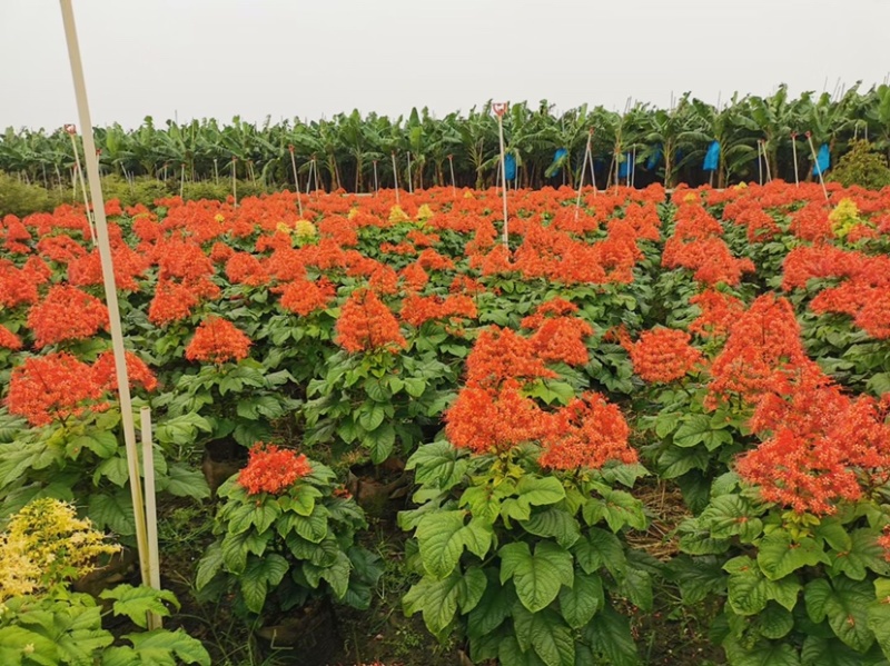 红宝塔桢桐开花树苗