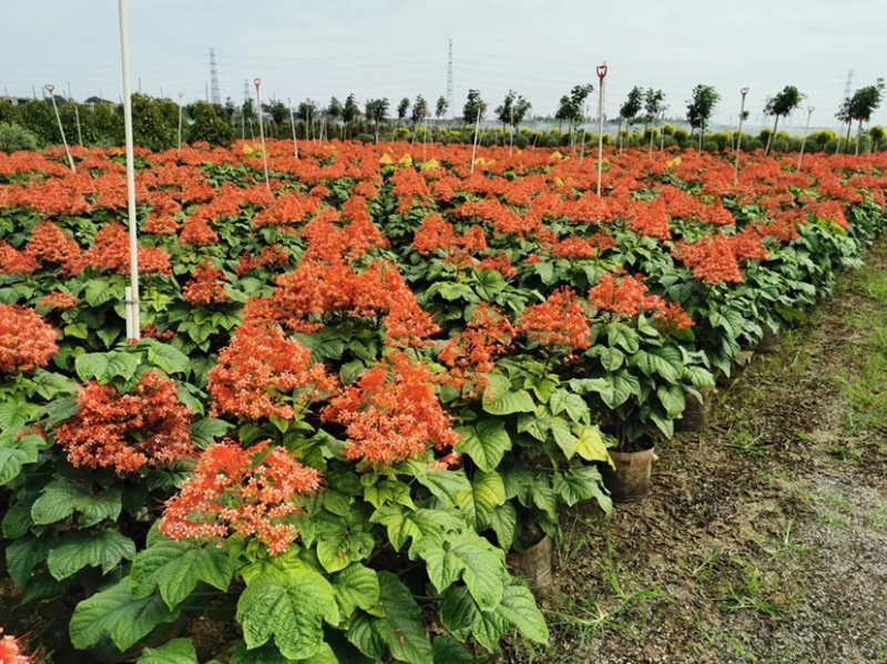 红宝塔桢桐开花树苗