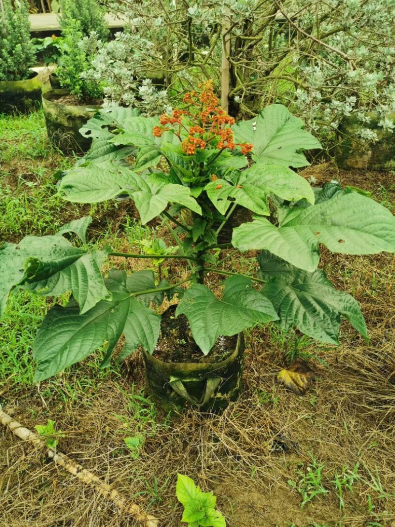 红宝塔桢桐开花树苗