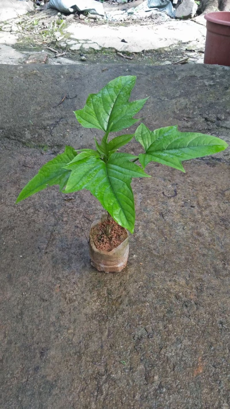 红宝塔桢桐开花树苗