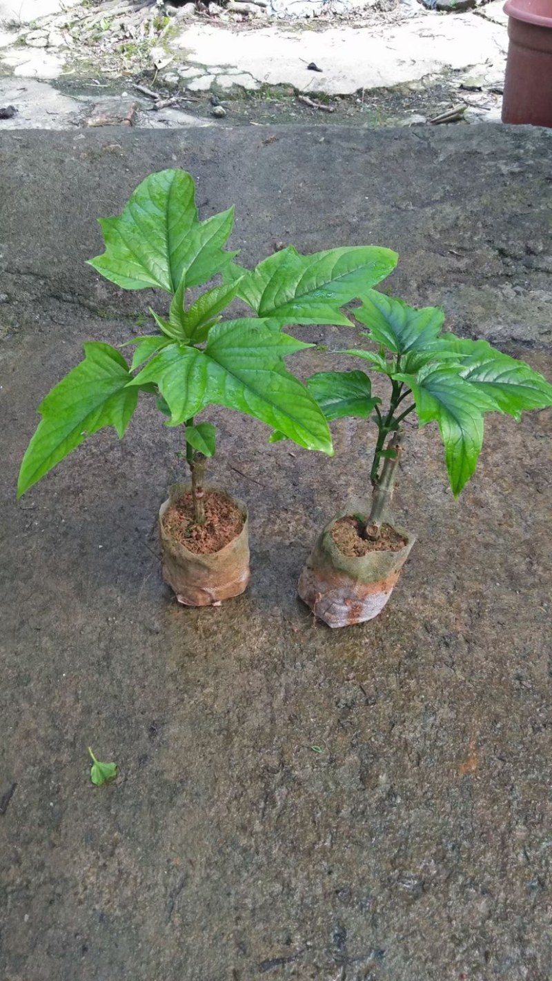 红宝塔桢桐开花树苗