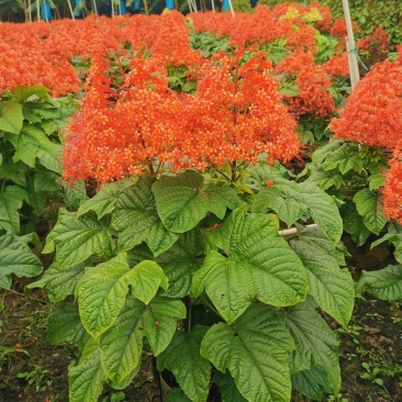 红宝塔桢桐开花树苗