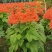 红宝塔桢桐开花树苗