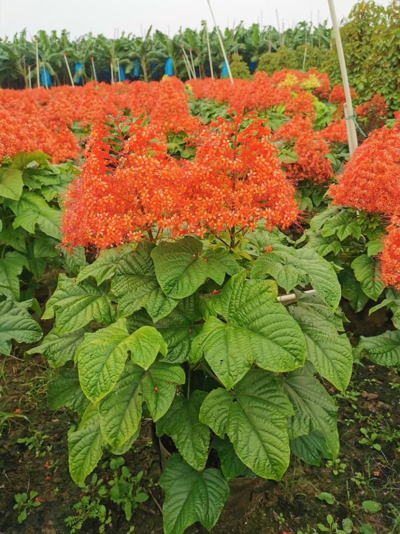 红宝塔桢桐开花树苗