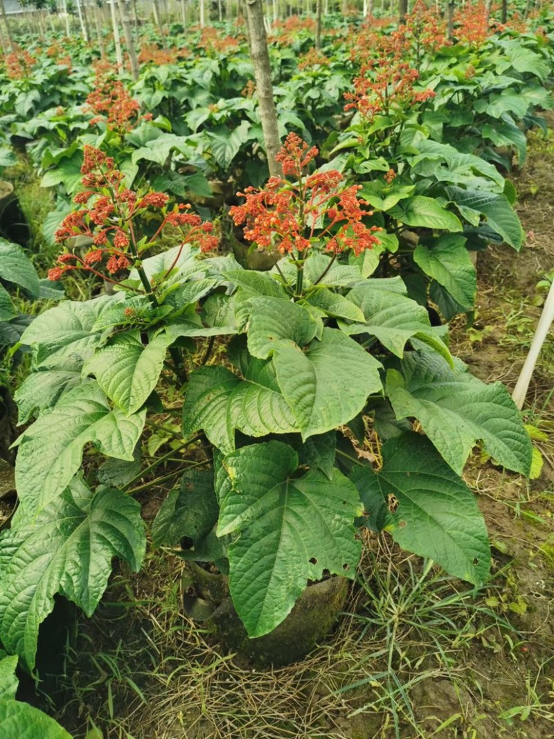 红宝塔桢桐开花树苗