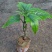 红宝塔桢桐开花树苗