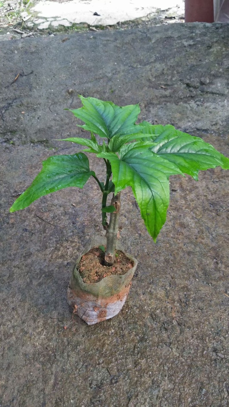 红宝塔桢桐开花树苗