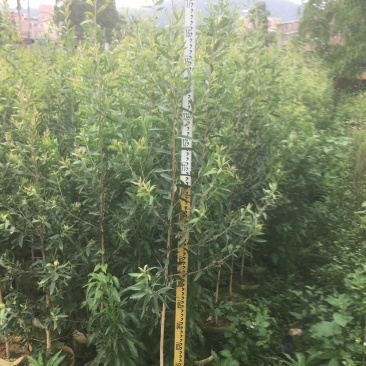 杜英苗千层苗