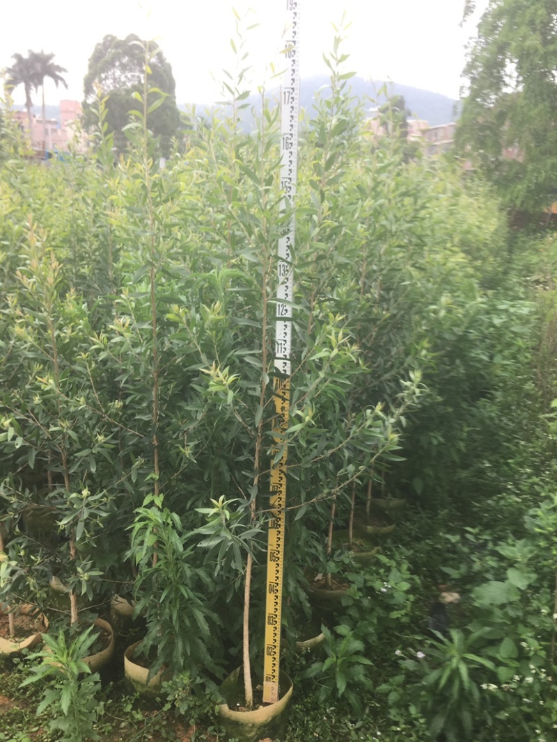 杜英苗千层苗