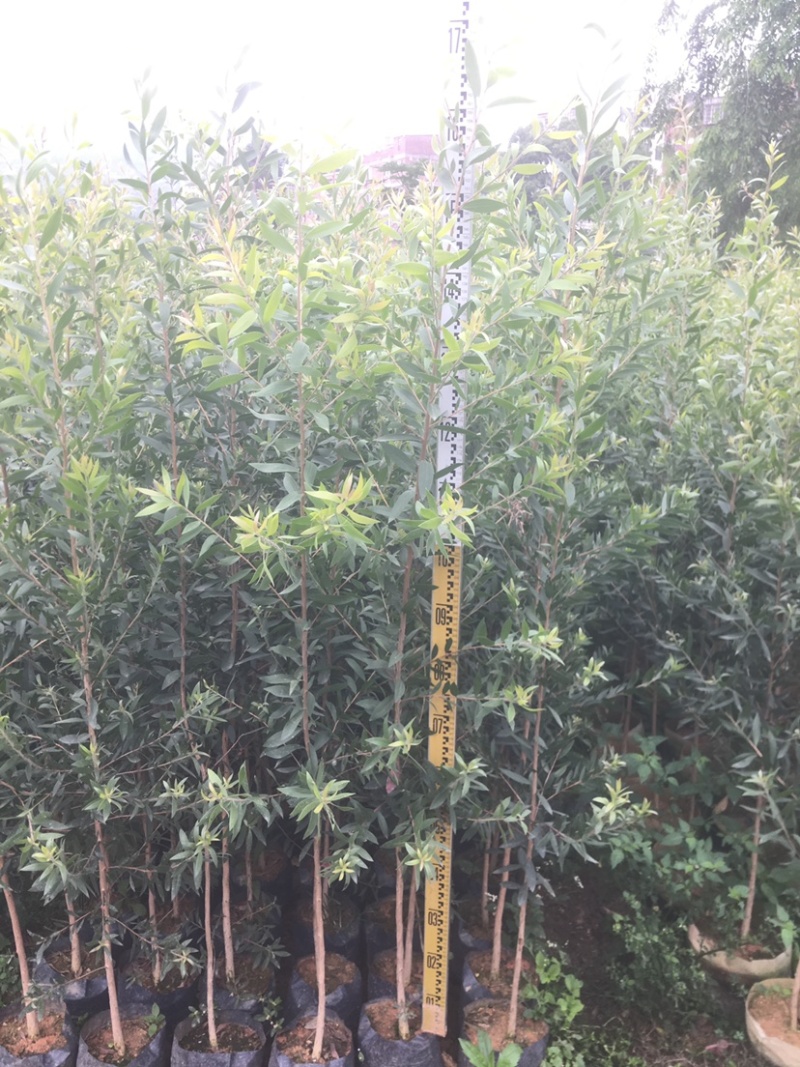杜英苗千层苗