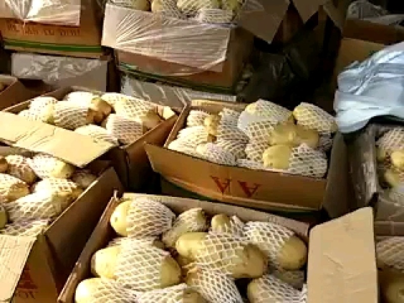 泗水县优质荷兰土豆大量出售中～～～～～～～～～～～