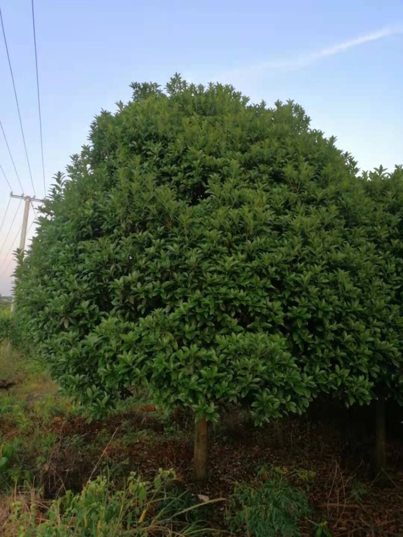 桂花树低价处理，各种规格都有