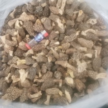 新鲜野生菌羊肚菌