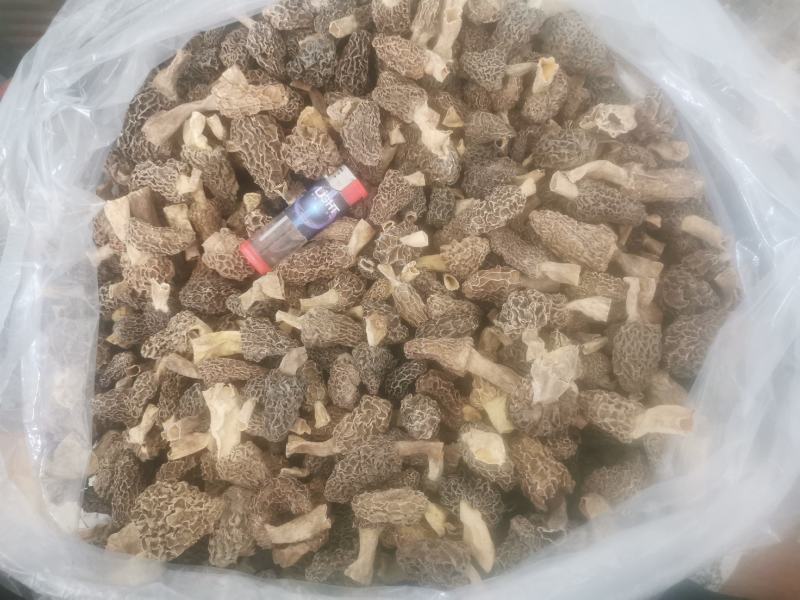 新鲜野生菌羊肚菌